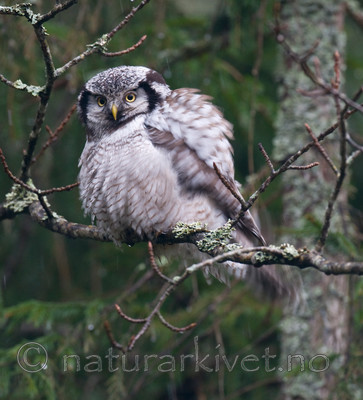 BB 12 0147 / Surnia ulula / Haukugle